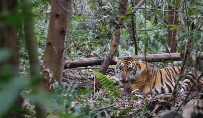 Teror Harimau Kembali Hantui Warga, BBKSDA Himbau Warga Jangan Lakukan Hal Ini